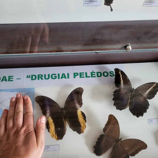 Iliustracija